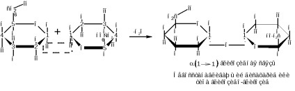 reprezentanți individuali oligozaharide (dizaharid o moleculă) Unii reprezentanți ai oligozaharide
