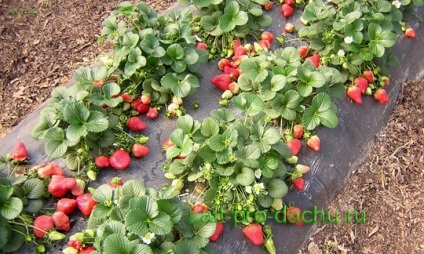 Diferențele de căpșuni căpșuni (Fragaria) Diferențe căpșuni de căpșuni