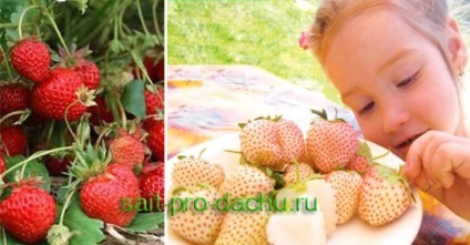Diferențele de căpșuni căpșuni (Fragaria) Diferențe căpșuni de căpșuni