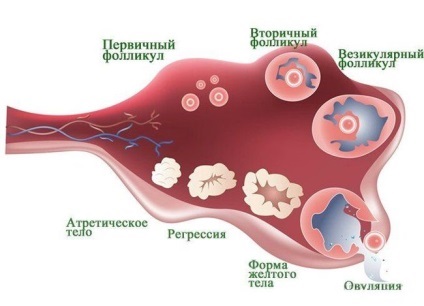 Ovulatia - ce este și modul în care aceasta are loc la femei (femei) Ovulatia - ce este și modul în care aceasta are loc la femei