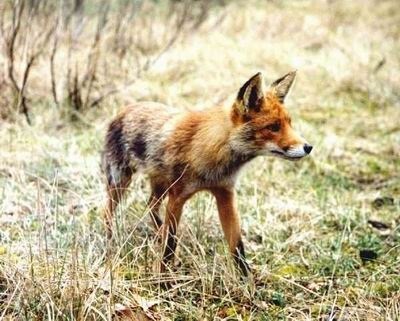 vulpe de vânătoare (Wolf) vulpe de vânătoare