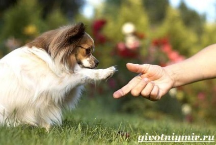 câine papillon (câine) câine Papillon