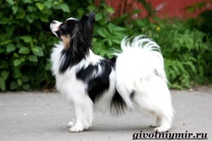 câine papillon (câine Papillon) câine Papillon