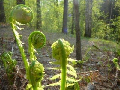 Bracken Fern șutează atunci când se colectează (Bracken) Bracken Fern șutează atunci când se colectează
