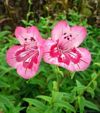 plantare Penstemon și de îngrijire, foto (îngrijire) plantare Penstemon și de îngrijire, fotografie