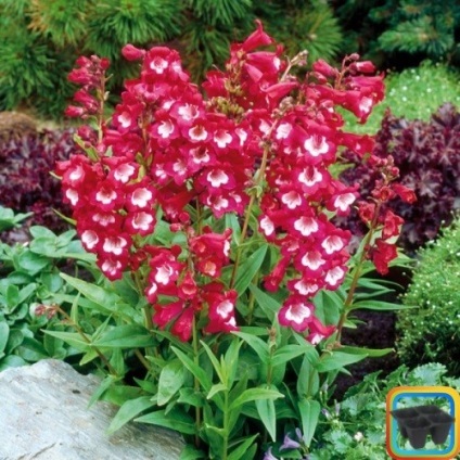 plantare Penstemon și de îngrijire, foto (Penstemon) plantare Penstemon și de îngrijire, fotografie