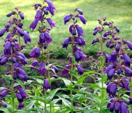 plantare Penstemon și de îngrijire, Foto (aterizare) plantare Penstemon și de îngrijire, fotografie