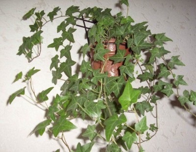semne de cameră Ivy despre planta (semne) semne de cameră Ivy despre planta