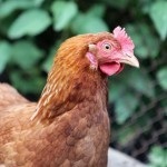 De ce și ce să faceți dacă sunteți născuți pui săraci (un număr mare de bărbați) De ce și ce să faceți dacă sunteți născuți pui săraci