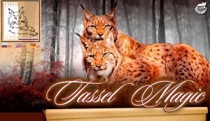 De ce pisica miauna tot timpul, asistentul felină (de ce) De ce pisica miauna tot timpul, asistentul feline