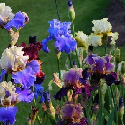 De ce nu înfloresc iris (Iris) De ce nu înfloresc iriși