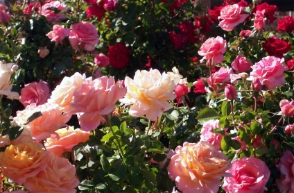 De ce nu înfloresc trandafiri, Rose (înflorire) De ce nu înfloresc trandafiri, trandafirul