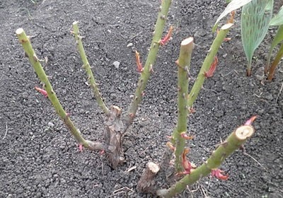 De ce nu înfloresc trandafiri, Rose (îngrijire) De ce nu înfloresc trandafiri, trandafirul