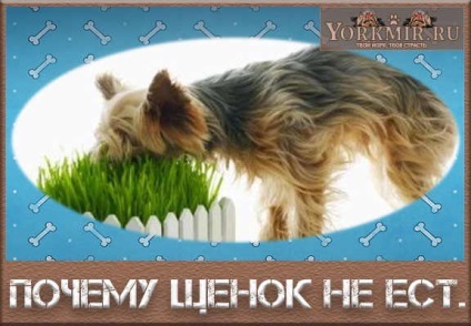 De ce catelul nu mănâncă, ce să facă pentru a face apel la veterinar (catelul) De ce catelul nu mănâncă, ce să facă pentru a face apel la veterinar