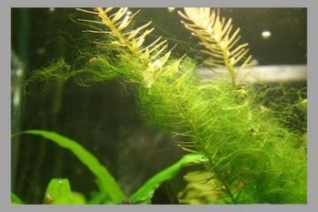 De ce este verde in apa acvariu, și cum să se ocupe de acest lucru (Greens) De ce este verde in apa din acvariu, și cum să-l lupta