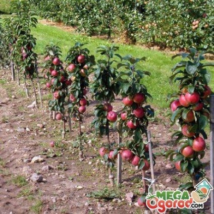 Portaltoi pentru meri - specii, în special cultivarea și îngrijirea - viața mea (de îngrijire) Portaltoi pentru meri - specii, în special cultivarea și îngrijirea - viața mea