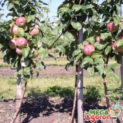 Portaltoi pentru meri - specii, în special cultivarea și îngrijirea - viața mea (de îngrijire) Portaltoi pentru meri - specii, în special cultivarea și îngrijirea - viața mea