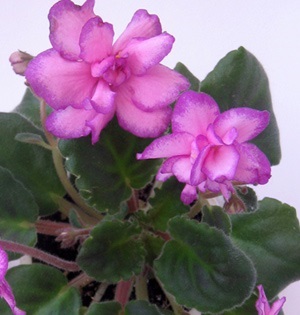 violete de cumparare (de cumpărare) Cumpărarea violete