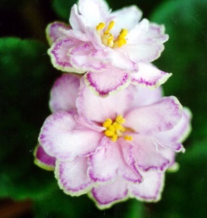 Cumpărarea violete (ori diametrul) Cumpărarea violete