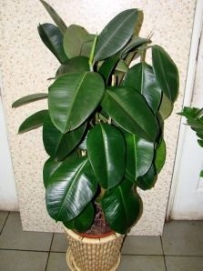 Proprietățile utile și terapeutice fig (ficus) Proprietăți utile și terapeutice ale Ficus
