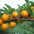 Utilizarea fungilor pentru organismul uman (uman) Utilizarea de ciuperci pentru corpul uman