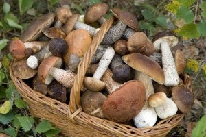Utilizarea ciupercilor pentru corpul uman (corp) Utilizarea de ciuperci pentru corpul uman