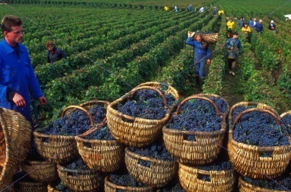 Utilizați Cahors (Cahors) beneficii Cahors