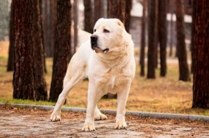 câine rasa Alabai (Alabai) câine rasa Alabai