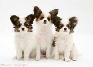 caine rasa Papillon (sau Papillon) - caracterizare și descriere (câine rasa Papillon preț) caine rasa Papillon (sau Papillon) - caracteristici și descrierea