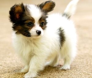 caine rasa Papillon (sau Papillon) - caracterizare și descriere (Papillon Phalen) caine rasa Papillon (sau Papillon) - caracteristici și descrierea