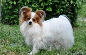 caine rasa Papillon (sau Papillon) - caracterizare și descriere (câine rasa Papillon preț) caine rasa Papillon (sau Papillon) - caracteristici și descrierea