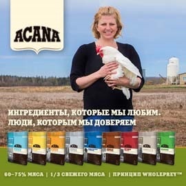 Rasa Turetskiy Van - pisică și pisica de sânge vechi, descrierea și caracteristicile pisica; Baie sau van - (cat) Rasa Turetskiy Van - pisică și pisica de sânge vechi, descrierea și caracteristicile pisica; Baie sau van -