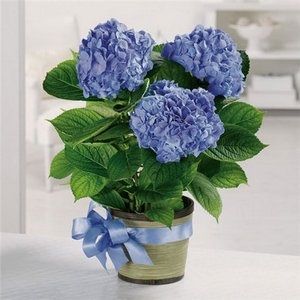 Plantare și îngrijire pentru camera hortensie la domiciliu (camera) Plantare și îngrijire pentru camera Hydrangea la domiciliu