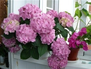 Plantare și îngrijire pentru camera hortensie la domiciliu (camera) Plantare și îngrijire pentru camera Hydrangea la domiciliu