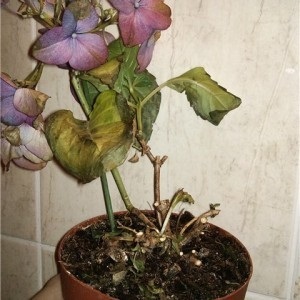 Plantare și îngrijire pentru camera hortensie la domiciliu (de îngrijire) Plantare și îngrijire pentru camera Hydrangea la domiciliu