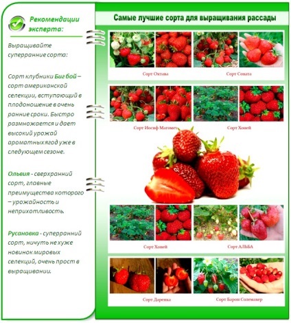 Plantarea semințelor de răsaduri de căpșuni - găsi instrucțiuni detaliate