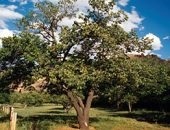 Corect tundere pere de primăvară - schemă și caracteristici (de primăvară) Corect tunderea pere de primăvară - și caracteristici de circuit