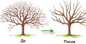 tăiere corespunzătoare pere de primăvară - schema și caracteristici (un copac vechi de întinerire) Corect tunderea pere de primăvară - și caracteristici de circuit