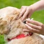 Preparate pentru câini antibacteriene, antihelmintice, analgezice in timpul sarcinii, de la (medicamente) Preparate pentru câini antibacteriene, antihelmintice, analgezice in timpul sarcinii, de la
