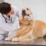 Preparate pentru câini antibacteriene, antihelmintice, analgezice in timpul sarcinii, de la (câini) Preparate pentru câini antibacteriene, antihelmintice, analgezice in timpul sarcinii, de la