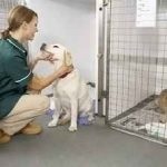 Preparate pentru câini antibacteriene, antihelmintice, analgezice in timpul sarcinii, de la (câini) Preparate pentru câini antibacteriene, antihelmintice, analgezice in timpul sarcinii, de la