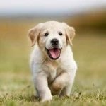 Preparate pentru câini antibacteriene, antihelmintice, analgezice in timpul sarcinii, de la (medicamente) Preparate pentru câini antibacteriene, antihelmintice, analgezice in timpul sarcinii, de la