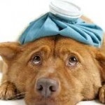 Preparate pentru câini antibacteriene, antihelmintice, analgezice in timpul sarcinii, de la (medicamente) Preparate pentru câini antibacteriene, antihelmintice, analgezice in timpul sarcinii, de la