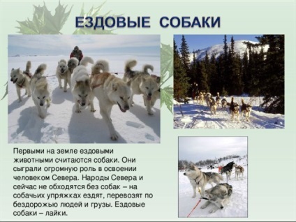 Prezentarea la lecția - câinele - cel mai bun prieten al omului (câine) Prezentarea la lecția - câinele - cel mai bun prieten al omului