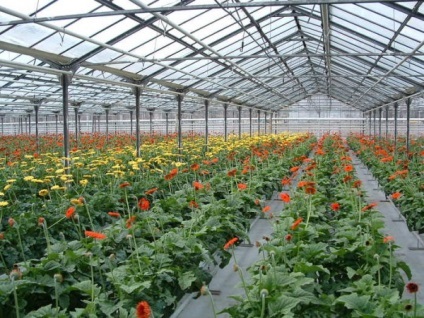 idei de afaceri profitabile, care profitabil să crească în seră (să crească) idei de afaceri profitabile, care profitabil să crească într-o seră