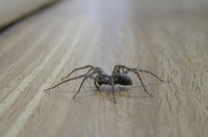 Înregistrati - Foto căzut de pe perete (foto) Înregistrati - a căzut de pe perete foto