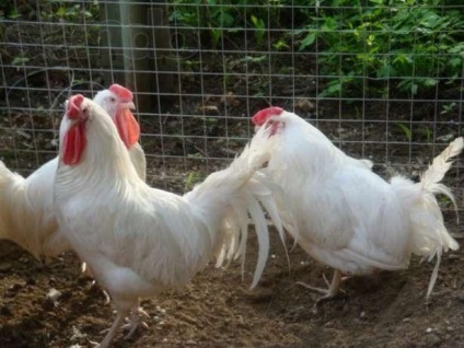 Productivitate și Leghorn descriere pui cu fotografii (productivitate) Productivitate și Leghorn descriere pui cu fotografii