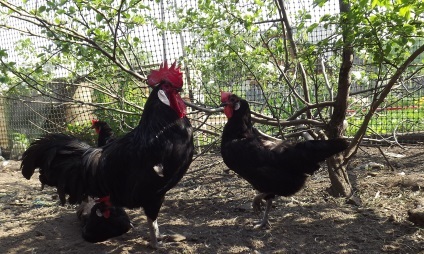 Productivitate și Leghorn descriere pui cu fotografii (Leghorn de pui) Productivitate și Leghorn descriere pui cu fotografii