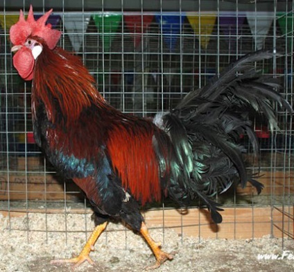 Productivitate și Leghorn descriere pui cu fotografii (Leghorn de pui) Productivitate și Leghorn descriere pui cu fotografii