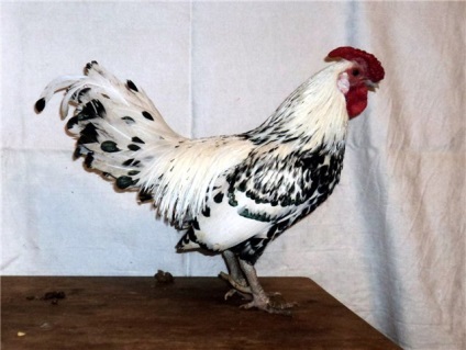 Productivitate și Leghorn descriere pui cu fotografii (Leghorn de pui) Productivitate și Leghorn descriere pui cu fotografii